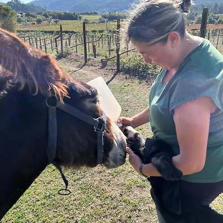 Casa Dos Macieis - Entire Main House, Entire Or Separate Wing Of Main House - Camino Santiago Direct Access & Optional Agritourism Facha