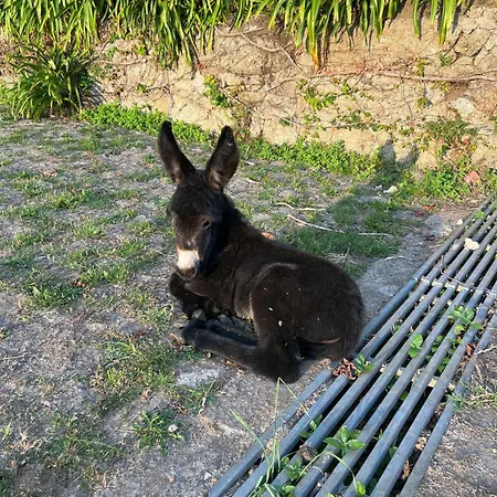 Casa Dos Macieis - Entire Main House, Entire Or Separate Wing Of Main House - Camino Santiago Direct Access & Optional Agritourism Villa