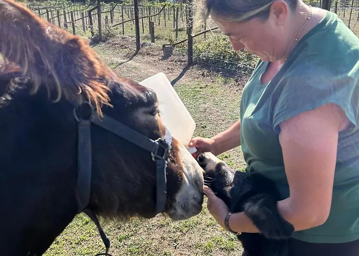 Casa Dos Macieis - Entire Main House, Entire Or Separate Wing Of Main House - Camino Santiago Direct Access & Optional Agritourism Facha