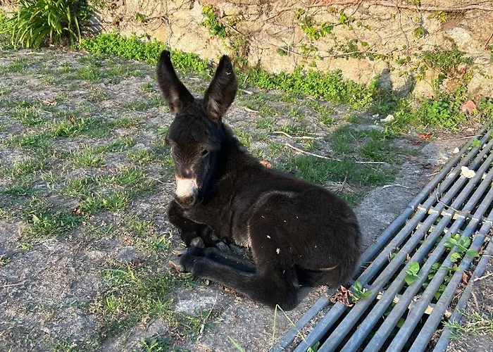 Casa Dos Macieis - Entire Main House, Entire Or Separate Wing Of Main House - Camino Santiago Direct Access & Optional Agritourism فيلة